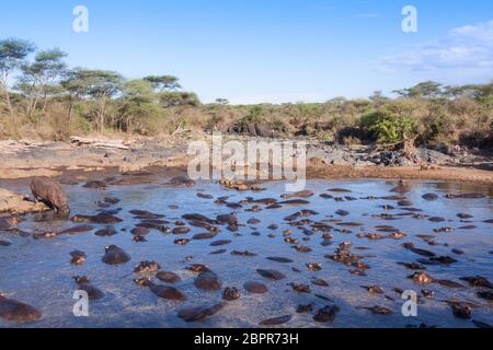 Ein natürlicher Pool voller Flusspferde in der Serengeti Tansania Stockfoto