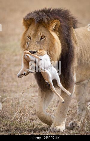 Ein großer erwachsener Löwe trägt einen toten Tompsons Gazelle in seinem Mund Serengeti Nationalpark Tansania Stockfoto