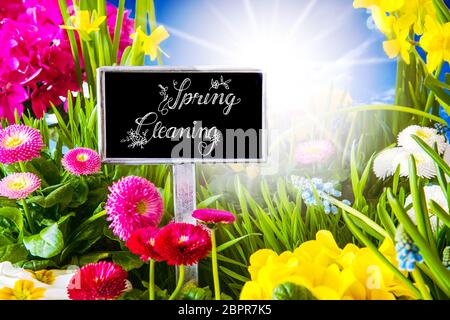 Mit englischen Callligraphy Frühjahrsputz anmelden. Sonnige Frühling Blumen Wiese mit Gänseblümchen, Narzisse, Primrose und Hyazinthe. Stockfoto