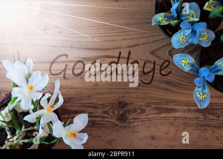 Holz- Hintergrund mit englischem Text auf Wiedersehen. Sonnige Frühling Blumen wie Traubenhyazinthen und Krokus. Gealtert oder Vintage Style Stockfoto