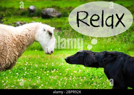 Hund Trifft Schafe Mit Sprachballon. Englischer Text Relax. Grüne Wiese In Norwegen. Stockfoto