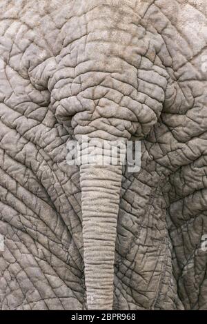 Nahaufnahme von Elefantenhaut um den Schwanz Kruger Park Südafrika Stockfoto