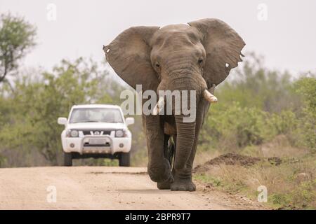 Ein Fahrzeug bleibt hinter einem großen Stier Elefant, wie es geht eine Straße in den Kruger Park Südafrika Stockfoto