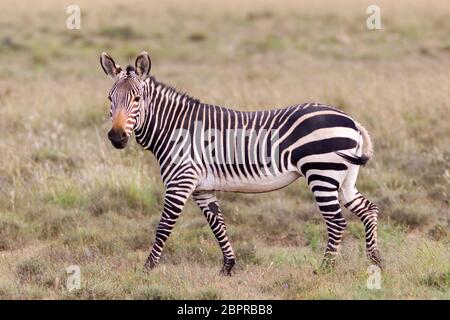 Ausgewachsenes Cape Mountain Zebra mit Streifenmuster in Südafrika Stockfoto