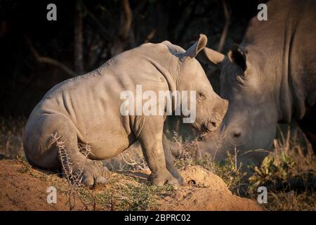 Kleines Baby White Rhino sitzt auf einem Termitenhügel ruht im Kruger Park Südafrika Stockfoto