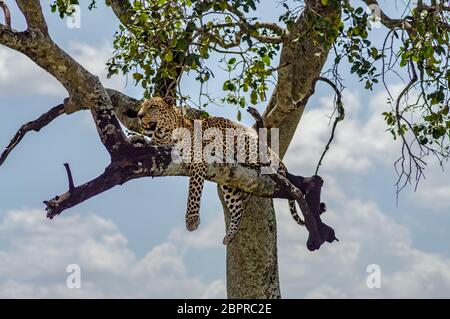 Leopard liegen auf einem Zweig eines Baumes in der Masai Mara Park im Nordwesten Kenias Stockfoto