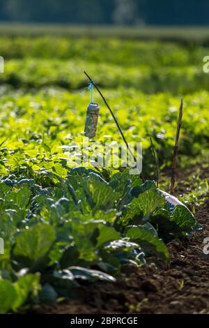 Bier kann man in der Kohl Feld Bett. Bier kann man in den Garten. Bier ist ein alkoholisches Getränk aus Hefe, Malz vergoren gewürzt mit Hopfen. Stockfoto
