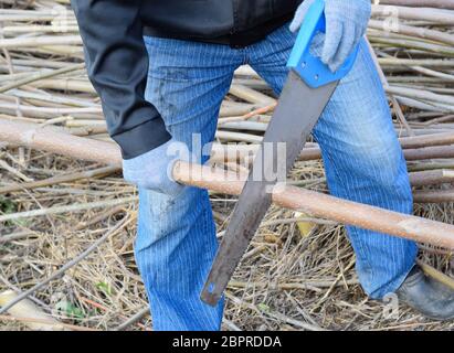 Sägen mit einer Hand sah der Holzbranche. Mann sägen Sägen ein Ast. Holz sägen mit einer Hand sah. Stockfoto