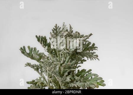 Artemisia stelleriana, oder am Strand Wermut, Dusty Miller, Strand, Salbei, Alte Frau Stockfoto