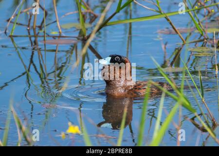 Maskierte männliche Ente (Nomonyx dominicus), die in einem Sumpf schwimmt. Stockfoto