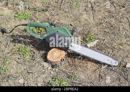 Gesägt elektrische Sägen Baum. Den Stumpf der Sägeschnitt Filialen. Stockfoto
