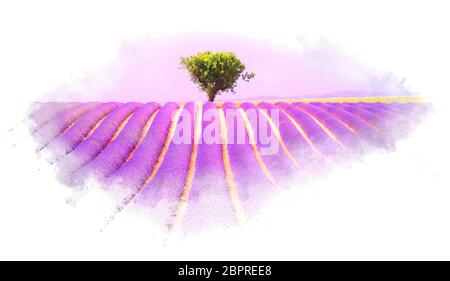 Lavendelfeld in der Provence, Aquarell Effekt Abbildung Stockfoto