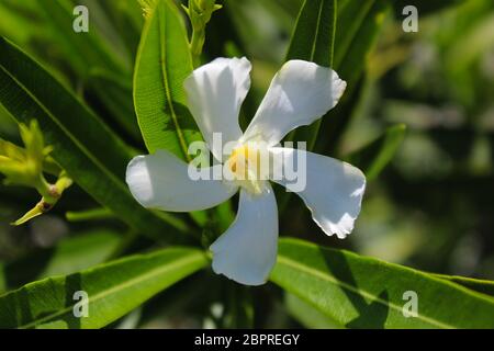 Jasmin oder arabischer Jasmin im Garten. Prelijepi bijeli Nahaufnahme cvijet Jasminum officinale, gemeiner Jasmin. Beja, Portugal. Stockfoto