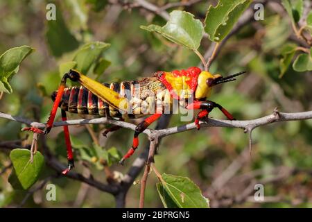 Giftige milkweed Heuschrecke Phymateus (spp.) auf eine Pflanze, Südafrika Stockfoto