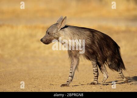 Eine Warnung Braune Hyäne (Hyaena brunnea), Kalahari Wüste, Südafrika Stockfoto