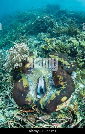 Eine riesige Riesenmuschel, Tridacna gigas, wächst auf einem Korallenriff in Raja Ampat, Indonesien. Diese indopazifische Muscheln sind eine bedrohte Art. Stockfoto