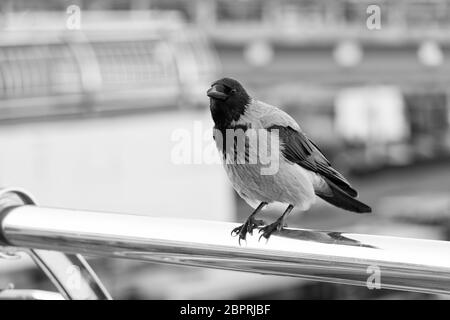 Auf der Suche nach einem Opfer. Schwarze Krähe sitzt auf der Suche nach Nahrung. Großer urbaner Krähenstich mit Aluminiumzaun entschärft den Hintergrund. Vogel in der Großstadt. Symbol für Pech und Tod. Symbolisiert Intelligenz. Stockfoto