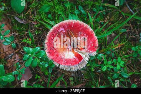 Alte wilde rote Pilze im feuchten Wald Nahaufnahme - Russula Emetica, allgemein bekannt als das Erbrechen Russula oder Sickener. Selektiver Fokus, unscharfer Hintergrund Stockfoto