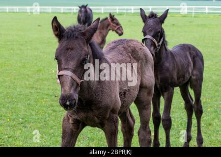 Fohlen auf der Weide. Schwarz kladrubian Pferd. Stockfoto