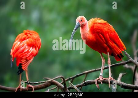 Eudocimus ruber auf Ast. Vier helle rote Vögel Scarlet Ibis. Stockfoto