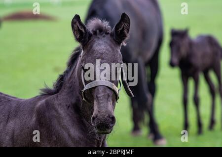 Fohlen auf der Weide. Schwarz kladrubian Pferd. Stockfoto