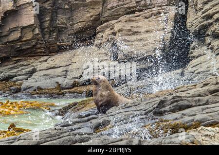 Pelzrobbe sonnen an der Rocky Coast Stockfoto