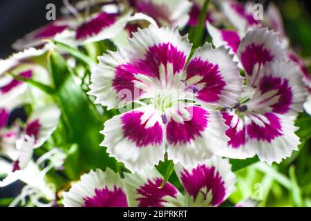 Cravina Dianthus chinensis Blumen (China Rosa) Stockfoto