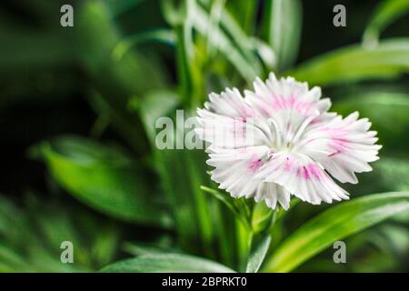 Cravina Dianthus chinensis Blumen (China Rosa) Stockfoto