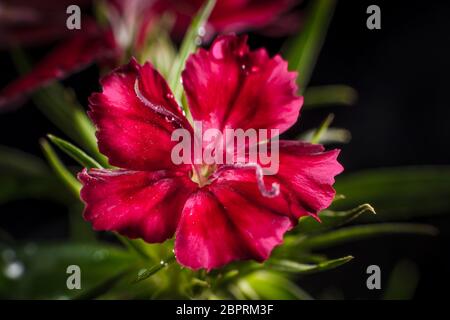 Cravina Dianthus chinensis Blumen (China Rosa) Stockfoto