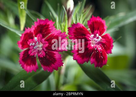 Cravina Dianthus chinensis Blumen (China Rosa) Stockfoto