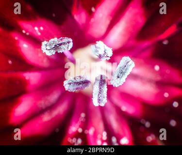 Cravina Dianthus chinensis Blumen (China Rosa) Stockfoto