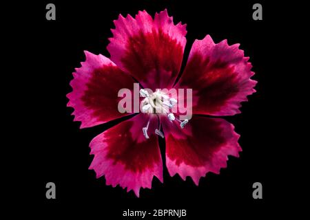 Cravina Dianthus chinensis Blumen (China Rosa) Stockfoto