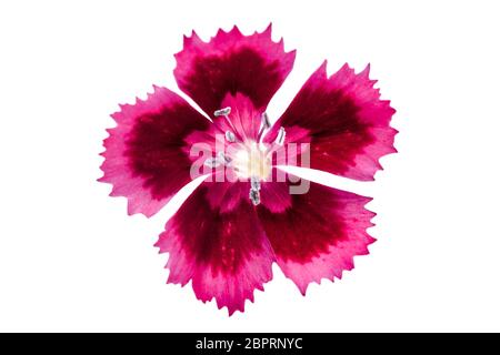 Cravina Dianthus chinensis Blumen (China Rosa) Stockfoto