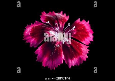 Cravina Dianthus chinensis Blumen (China Rosa) Stockfoto