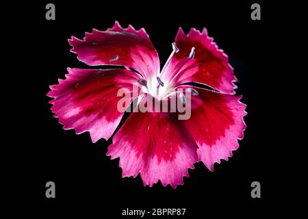 Cravina Dianthus chinensis Blumen (China Rosa) Stockfoto