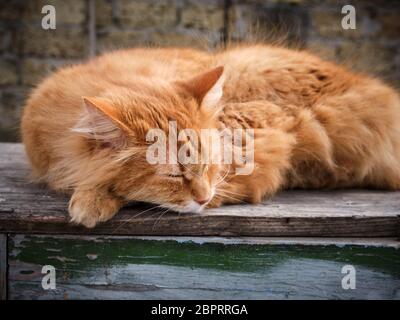 Nach rot flauschige Katze schläft eingerollt auf der Straße, in der Nähe Stockfoto