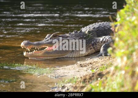Alligator am Ufer des Sees liegt in der Nähe der Wasser mit offenem Mund in einen natürlichen Lebensraum. Alligator Festlegung in der Nähe von einem Teich mit seinen Mund öffnen. Alli Stockfoto