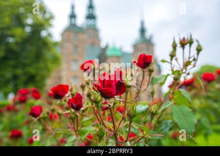 Rosen blühen in den Gärten von Schloss Rosenborg in Kopenhagen, Dänemark. Rote Rosen im kleinen Garten in der Nähe des Schloss Rosenborg. Rote Rosen in Rosenh Stockfoto