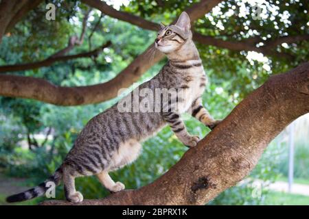 Ein gestreiftes Kätzchen mit einem lustigen kleinen Gesicht klettert auf einem Spaziergang auf einen Baum im Garten. Nahaufnahme Foto. Stockfoto