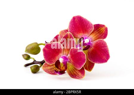 Schöne bunte Orchidee - phalaenopsis - weißer Hintergrund Stockfoto