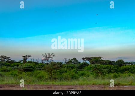 Blick auf den Sonnenuntergang über der Savanne von Nairobi Park im Zentrum von Kenia Stockfoto