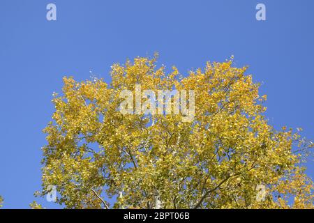 Silber Pappel im Herbst Farbe gegen den blauen Himmel. Yellow Poplar Blätter Stockfoto