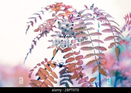 Close-up Herbst Detail der Chinesischen Rowan Zweig großfrüchtige mit vielen weißen Beeren und dekorative Herbst Laub in goldenen herbstlichen Farben wie Rot und Oran Stockfoto