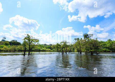 Panorama vom Amazonas-Regenwald, brasilianische Feuchtgebiet Region. Schiffbaren Lagune. Südamerika-Wahrzeichen. Amazonien Stockfoto