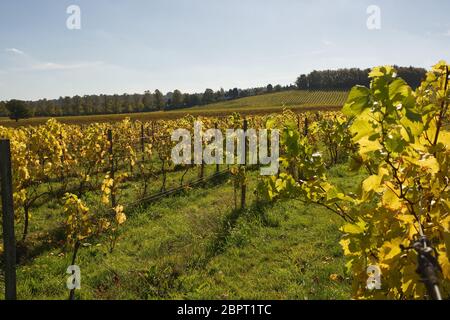 Reihen der Weinreben im Herbst (Herbst). Dorking, Surrey, England Stockfoto