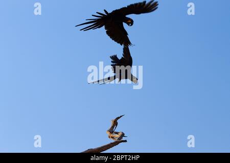 Paar Hyazinth-Ara aus Pantanal, Brasilien.  Brasilianischen Tierwelt. Größte Papagei der Welt. Anodorhynchus hyacinthinus Stockfoto