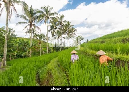 Weibliche Bauern, die in der wunderschönen Jatiluwih Reis terrasse Plantagen auf Bali, Indonesien, Südostasien. Stockfoto