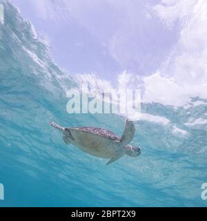 Sea Turtle schwimmen frei im blauen Ozean. Hawksbill Sea Turtle, Eretmochelys imbricata ist es, die gefährdeten Arten. Stockfoto