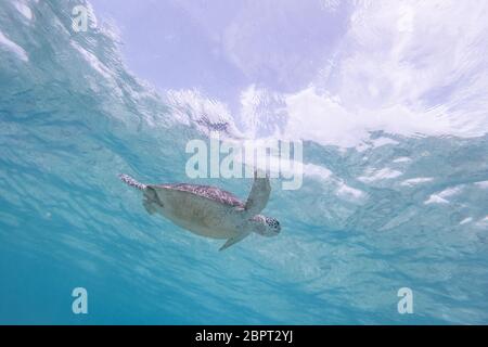 Sea Turtle schwimmen frei im blauen Ozean. Hawksbill Sea Turtle, Eretmochelys imbricata ist es, die gefährdeten Arten. Stockfoto