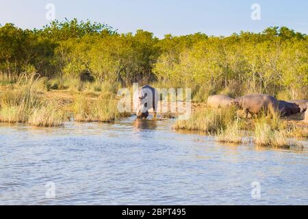 Herde der Flusspferde schlafen entlang von Isimangaliso Wetland Park, Südafrika. Safari in Tierwelt. Tiere in der Natur Stockfoto